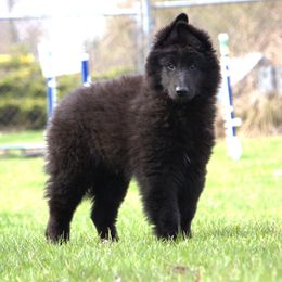 Belgian Sheepdog Puppies from Renee's Belgian Sheepdogs