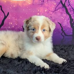 Treasure - Red merle female Australian Shepherd puppy in Fultonville, New York from Sandy Aussies, Mini Dachshunds & Pomeranians