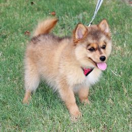 Pomsky Puppies from Highpoint Pomskies