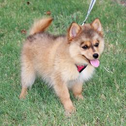 Pomsky Puppies from Highpoint Pomskies