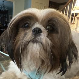 Anna - Shih Tzu