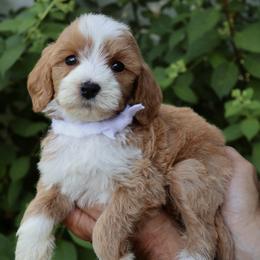 Magnolia - White collar girl - Red  female Goldendoodle puppy in Ruthorfordton, North Carolina from Duncan Doodles Goldendoodles