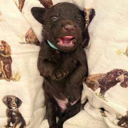 Little Boy 2 - Dark brown male Boykin Spaniel puppy in Bowling Green, Kentucky from Drakes Creek Boykins LLC