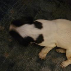 Girl 2 - German Wirehaired Pointer puppy in Wellston, Ohio from Blue Line GWPs