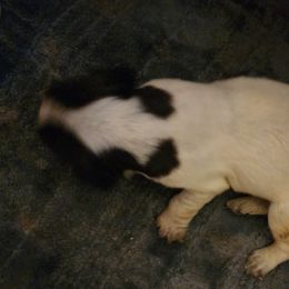 Girl 2 - German Wirehaired Pointer puppy in Wellston, Ohio from Blue Line GWPs