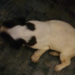Girl 2 - German Wirehaired Pointer puppy in Wellston, Ohio from Blue Line GWPs