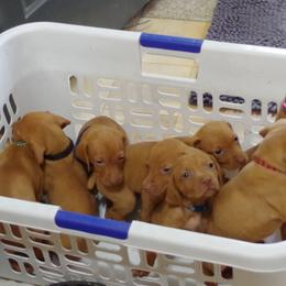 Vizslas from Jury's Major