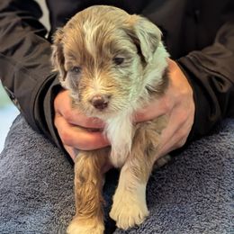 Girl 1 - female Aussiedoodle puppy in New Durham, New Hampshire from Ridgeview Aussiedoodles