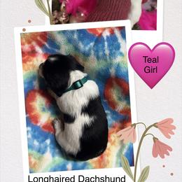 Girl 2 - Piebald female Dachshund puppy in Lind, Washington from MJ Family Farm