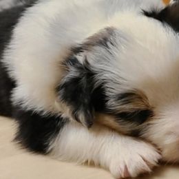 Boy 2 - Blue merle Australian Shepherd puppy in Maryland from Lake Shore Australian Shepherds