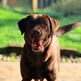 River - Labrador Retriever
