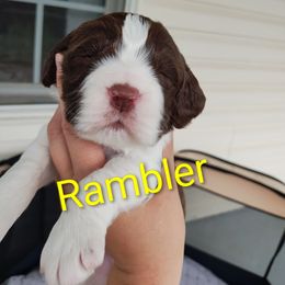 Mr. Rambler - Liver and white male English Springer Spaniel puppy in Kingsport, Tennessee from Leandra's English Springer Spaniels