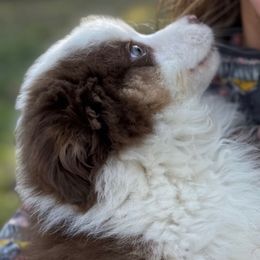 John - Red tri-color male Miniature American Shepherd puppy in Nolensville, Tennessee from Sweetheart Miniature American Shepherds