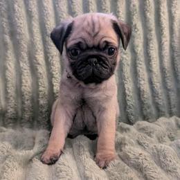 Harlen - Fawn male Pug puppy in Winter Haven, Florida from Lisa's Pugalicious Pugs