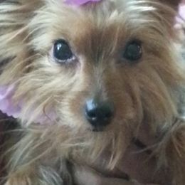 Sassy - Yorkshire Terrier