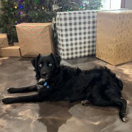 Captain - Black & white male Australian Shepherd puppy in Hillsboro, Ohio from Sugar Grove Farms