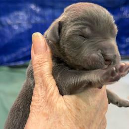 Blue Tanpoint Boy - Blue male Great Dane puppy in Greenville, South Carolina from Allen’s Ridge Ranch