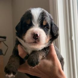 Gray - Black rust and white male Bernese Mountain Dog puppy in Holland, New York from Must B Buffalo Berners