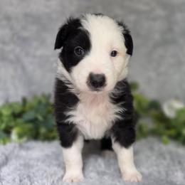 Oreo - Black & white female Australian Shepherd puppy in Summerville, South Carolina from Flowertown Aussies