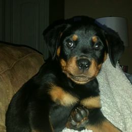 Rottweiler Puppies from Baldwin Rottweilers
