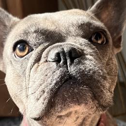 French Bulldogs and Poodles from Pawsh Petites