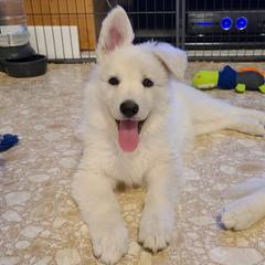 Berger Blanc Suisse Puppies from Absolute Dream White Swiss Shepherds