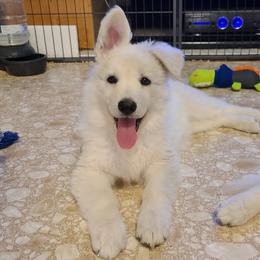 Berger Blanc Suisse Puppies from Absolute Dream White Swiss Shepherds