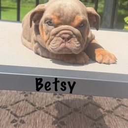 Girl 3 - Lilac tri-color female Bulldog puppy in Sodus, New York from Upstate NY French & English Bulldogs
