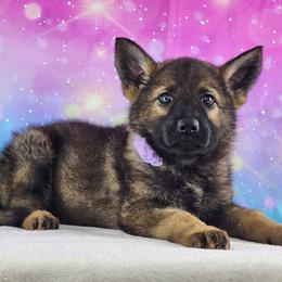 German Shepherd Puppies from Raven Oak's Shepherds
