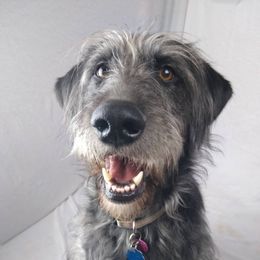 Juliette - Labradoodle
