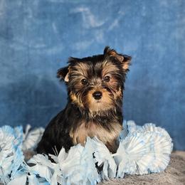 Pup 3 - Black and tan male Yorkshire Terrier puppy in Polk City, Florida from Yorkies by Casey