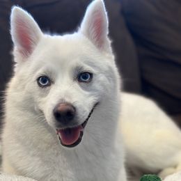 Chihuahuas from Roark Pack Chihuahua's & Pomsky's