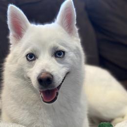 Chihuahuas from Roark Pack Chihuahua's & Pomsky's
