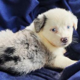 BMF2 - Blue merle female Australian Shepherd puppy in Sunbright, Tennessee from Laudrick Aussies