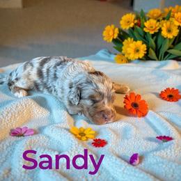 Sandy - Red merle female Aussiedoodle puppy in Ellenburg Center, New York from Kristin's Puppies