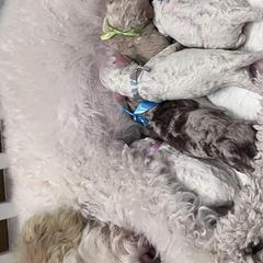 Aussiedoodles and Goldendoodles from Doodles of Paradise