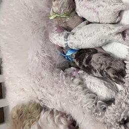 Aussiedoodles and Goldendoodles from Doodles of Paradise