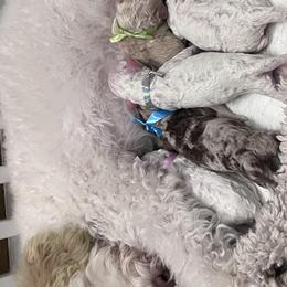 Aussiedoodles and Goldendoodles from Doodles of Paradise