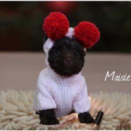 Maisie - Tan female Yorkshire Terrier puppy in Warren, Michigan from Danielle's Yorkie Babies