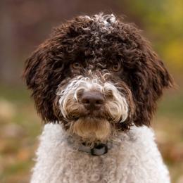 Cane Corso, Goldendoodles, Lagotti Romagnoli, and Russian Toys from Nesting Dolls
