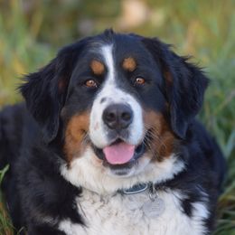 Bernedoodle and Bernese Mountain Dog All Grown Up from Mountain Top Bernedoodles