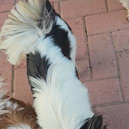 Biewer Terrier and Papillon Puppies from Southern Belle's Biewer Terriers & Papillons