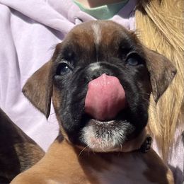 Fawn male-black collar - Fawn Boxer puppy in Mooresboro, North Carolina from Echo Hollow Kennels Boxers and Boarding LLC