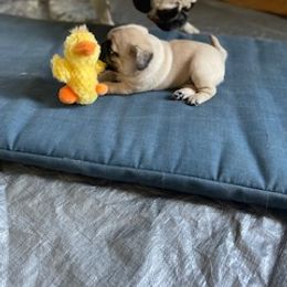 Pug Puppies from Briggs Family Pugs