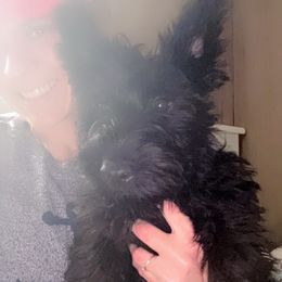 Spook - Scottish Terrier puppy from Stefany Farm of Happiness