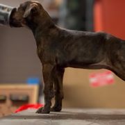 Black Mouth Cur Puppies from Tightline
