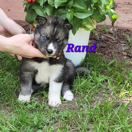 Rand - Agouti and white male Siberian Husky puppy in Meridian, Mississippi from JJ's Huskies