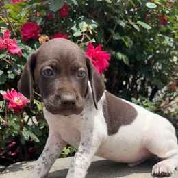 German Shorthaired Pointer Puppies from Mcshorthairs