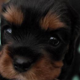 Shanti - Black and tan female Cavalier King Charles Spaniel puppy in South Haven, Michigan from Cavaliers of the 9 scared woods