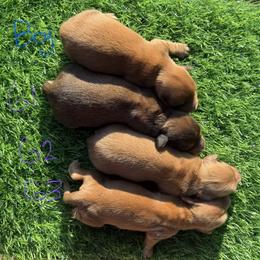 Dachshund puppies from Victoria’s Dachshunds